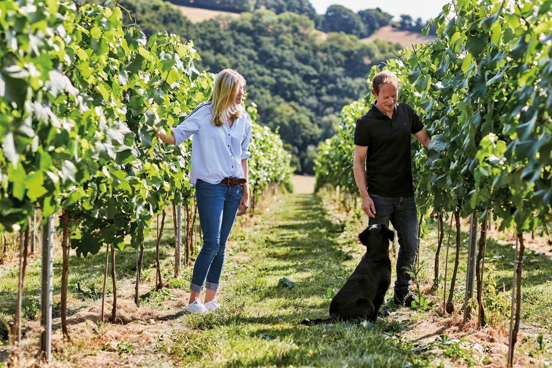 Examining grapes in the Swanaford vineyard