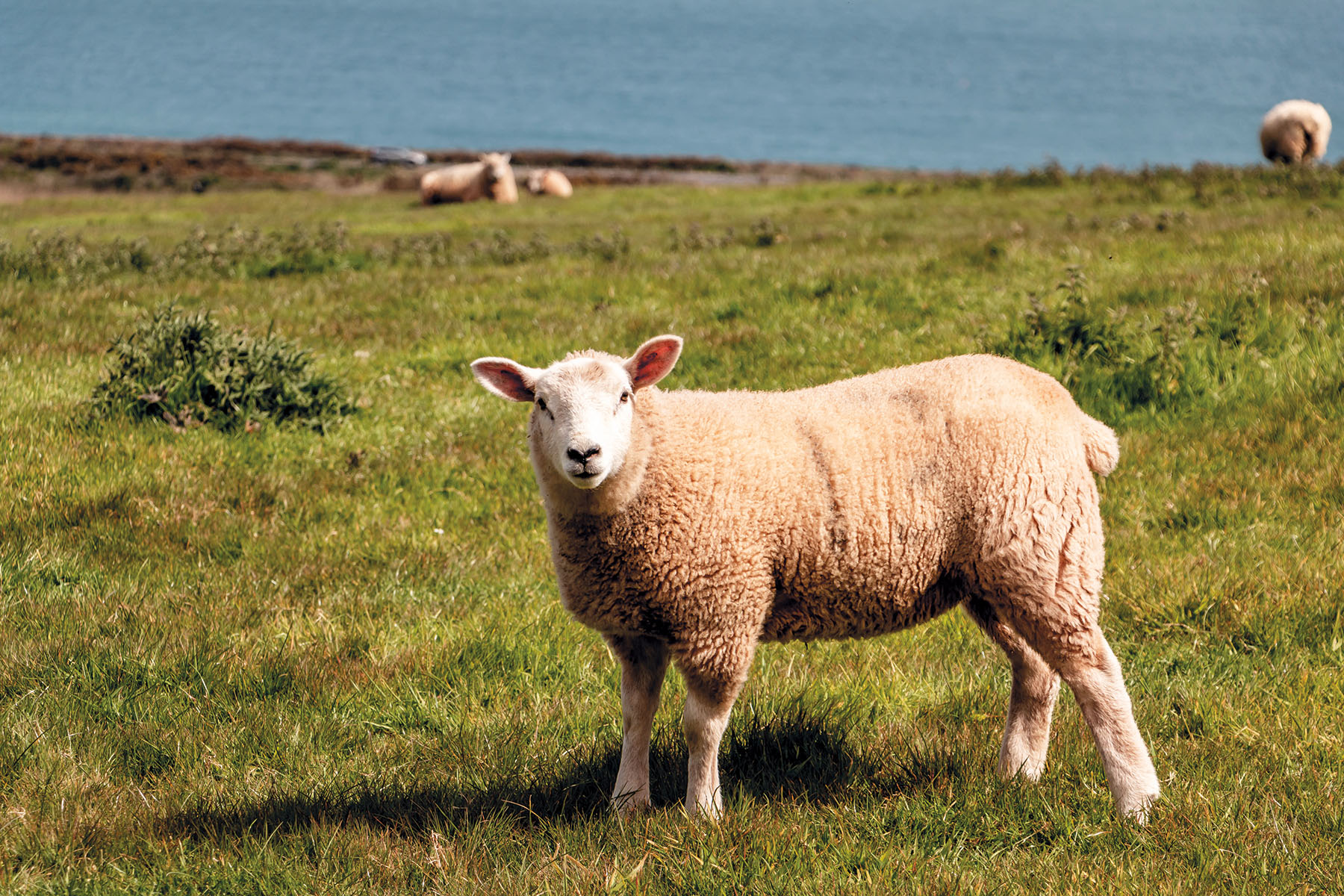 Sheep grazing by the coast