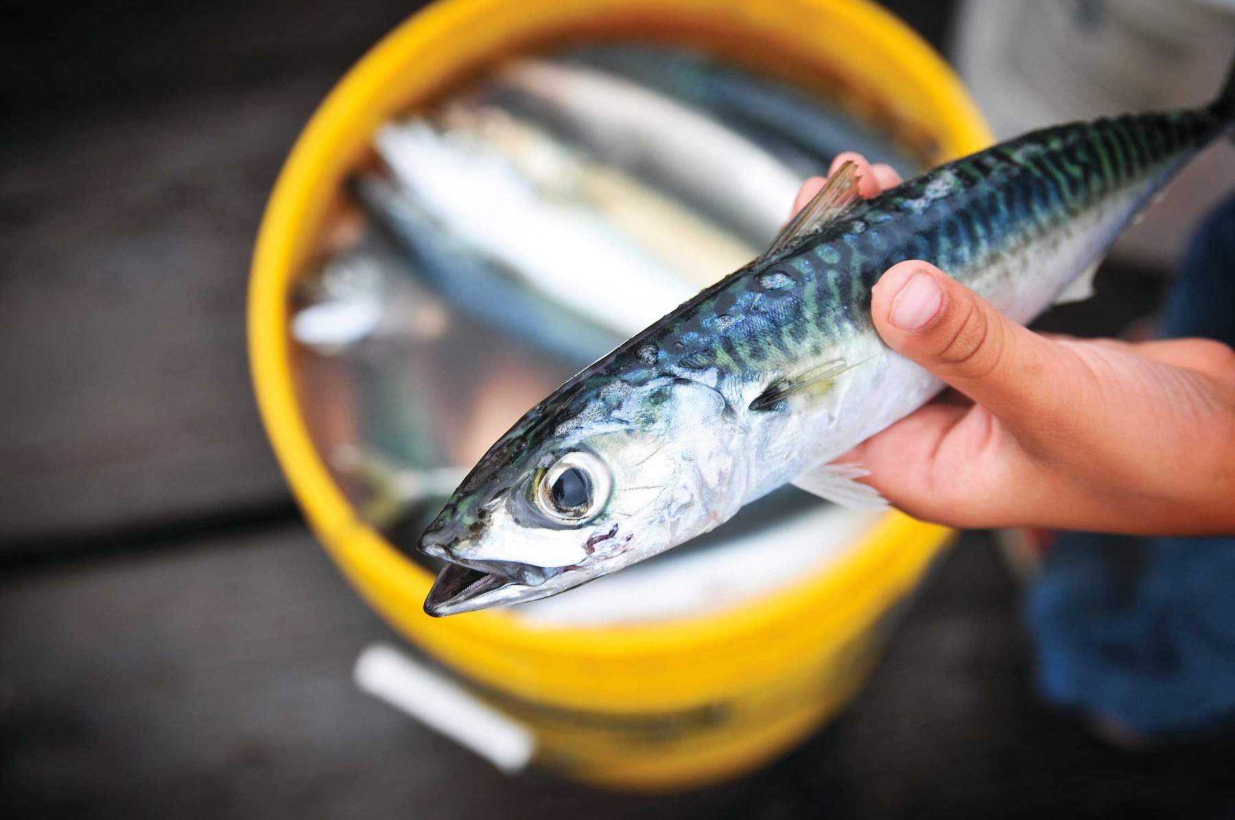 Mackerel in a bucket