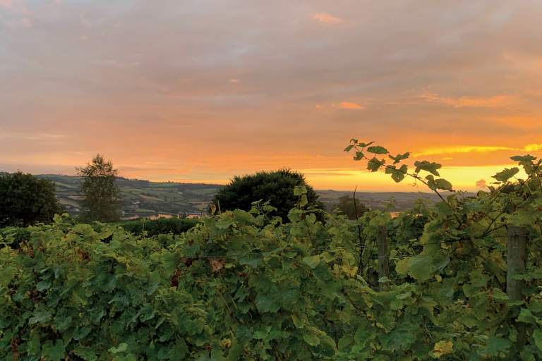 Old Walls Vineyard, Bishopsteignton