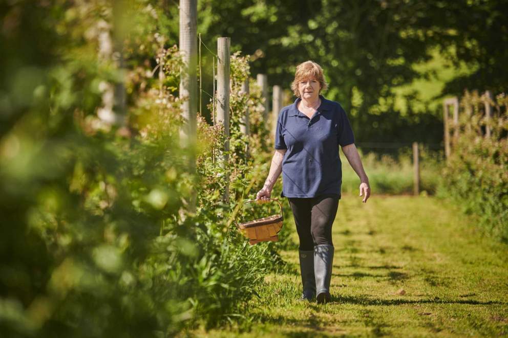 Ann Stallard, Waterhouse Fayre in her field picking fruit for her jam