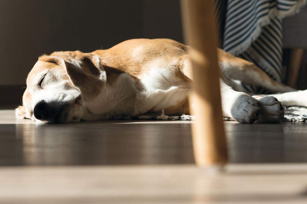 Dog sleeping on café floor