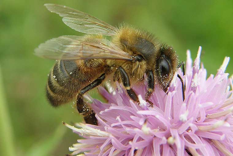 Honey Bee Worker - Photo Steven Falk